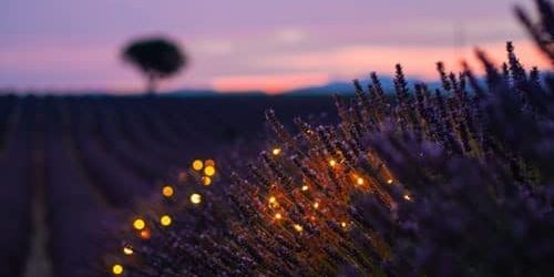 sunrise on a lavender field in the luberon region