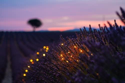 sunrise on a lavender field in the luberon region