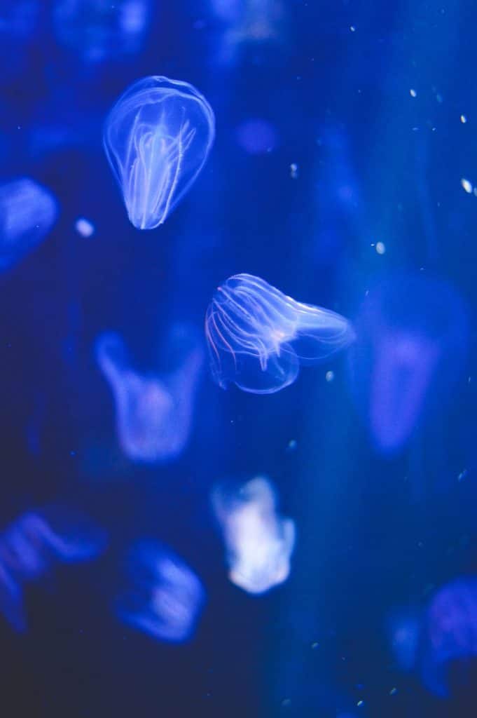 small jellyfish in the aquarium of la rochelle