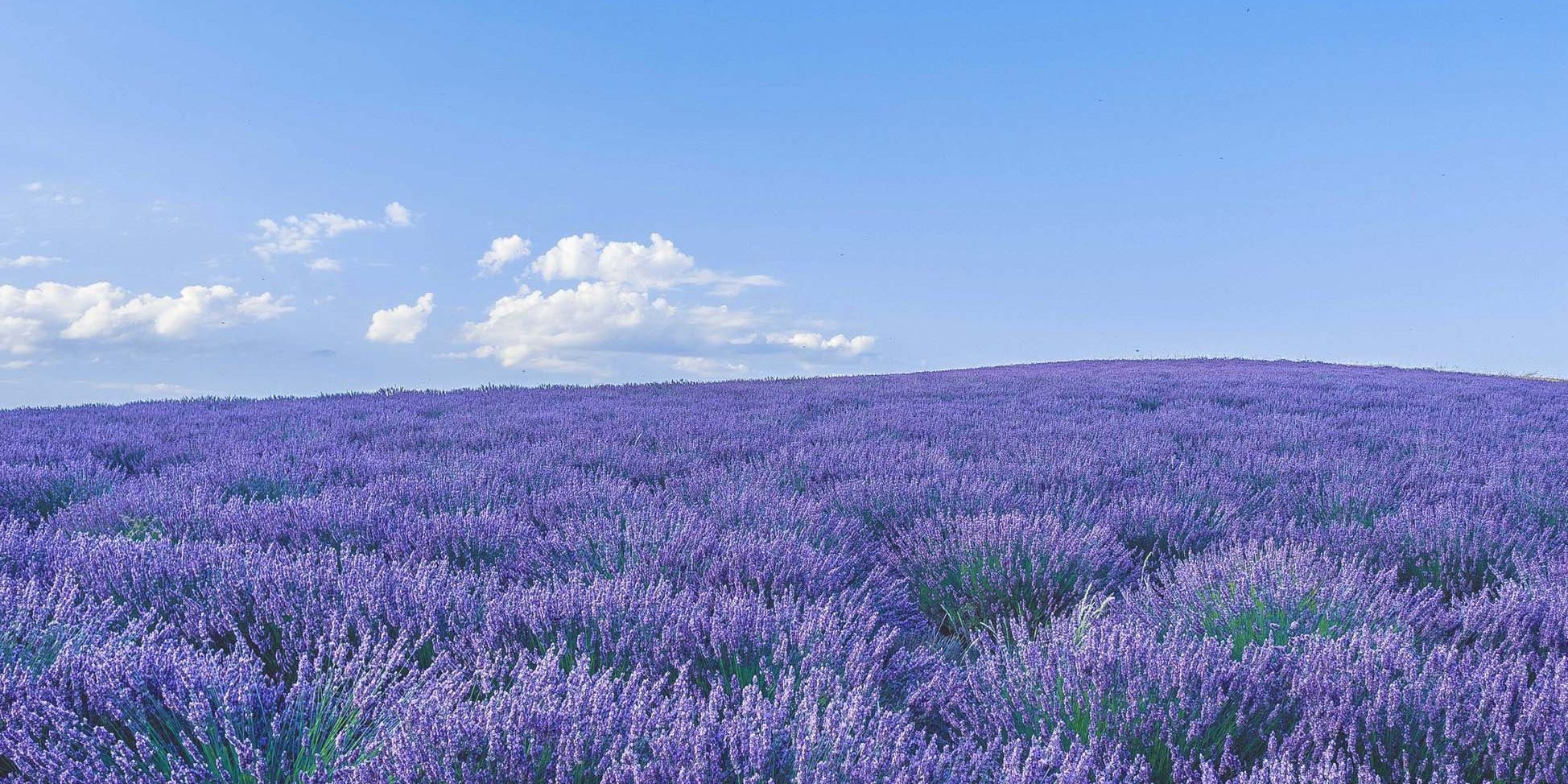 a lavender field in provence