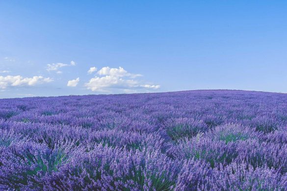 a lavender field in provence