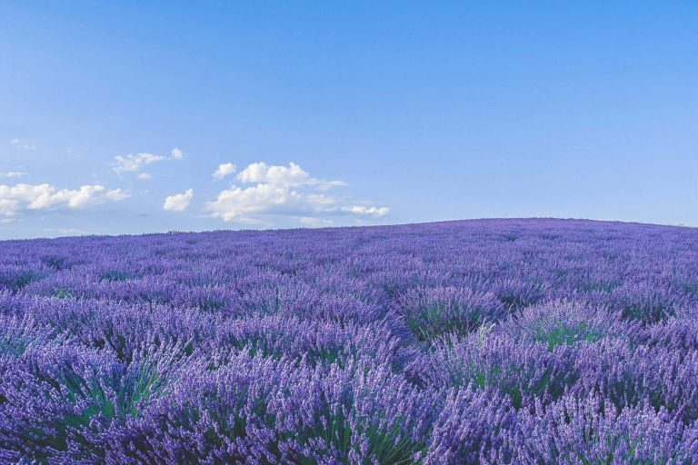 a lavender field in provence
