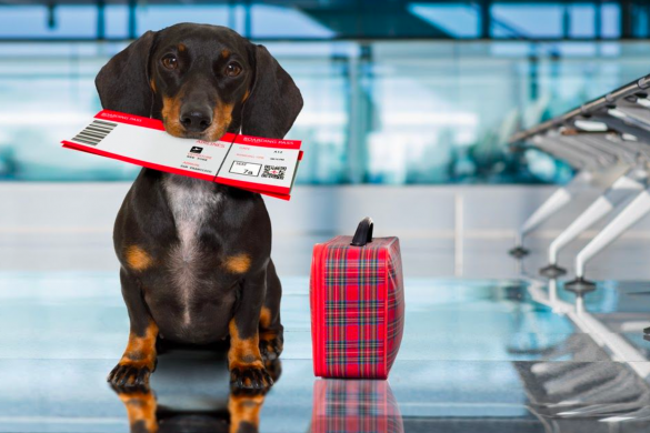 a dog with a airplane ticket