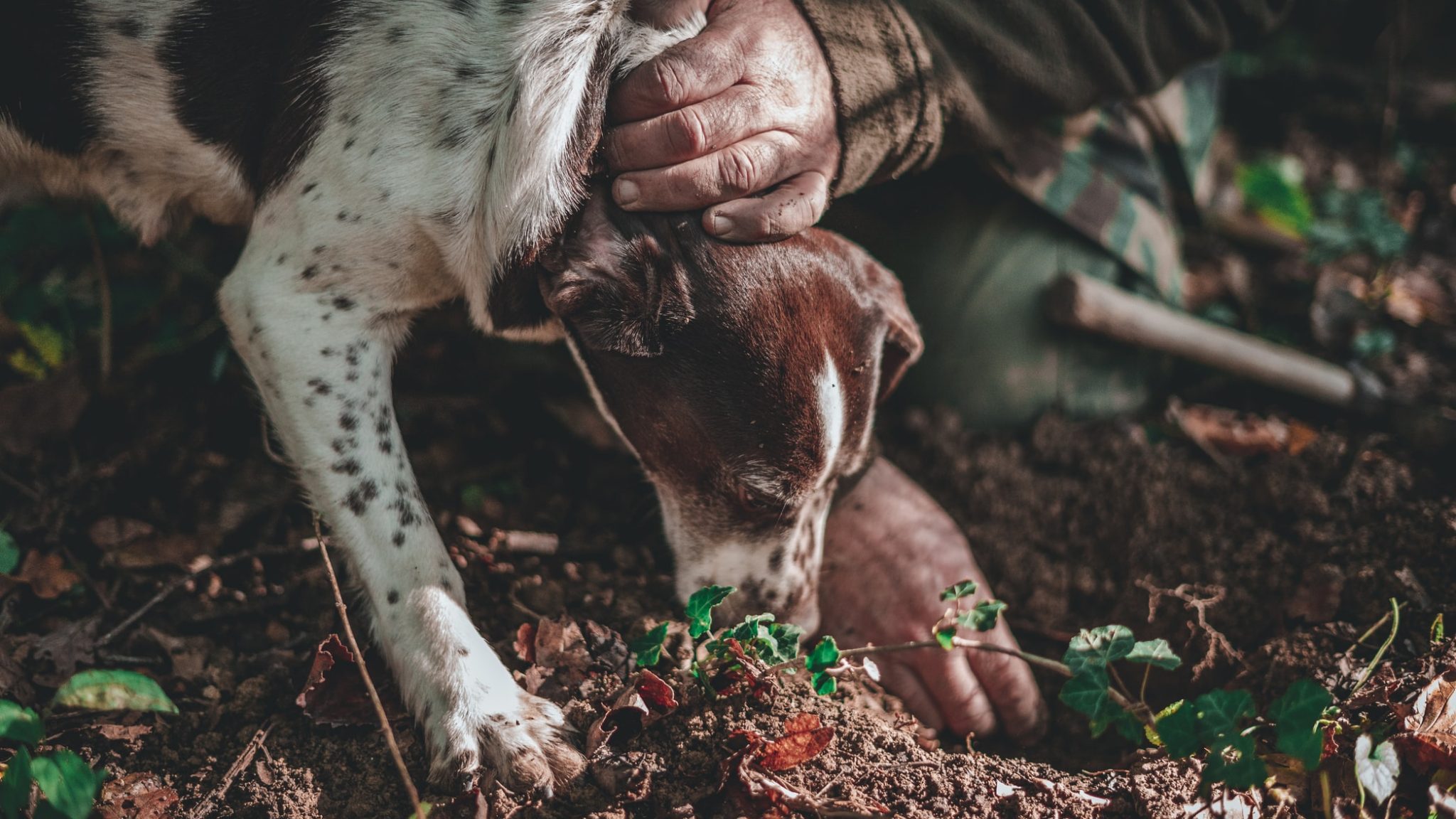 Tips to know on Truffles Hunting in France - Trip My France Blog