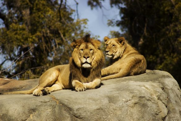 two lions in semi-freedom france