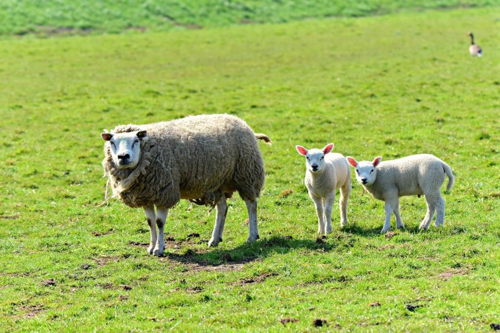 Sheep with his lamb