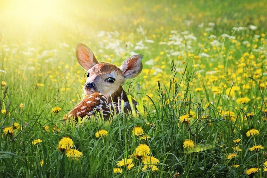 a-fawn-in-the-forest
