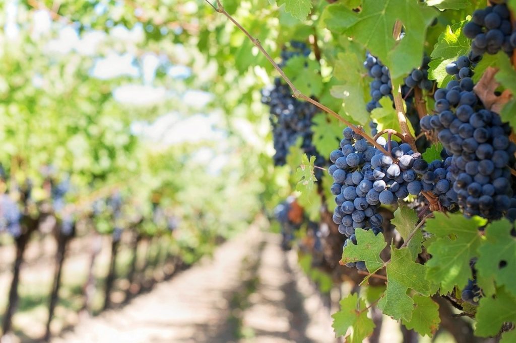 vineyards-of-berry
