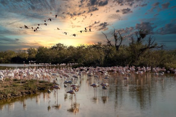 view-of-the-camargue-with-flamingos