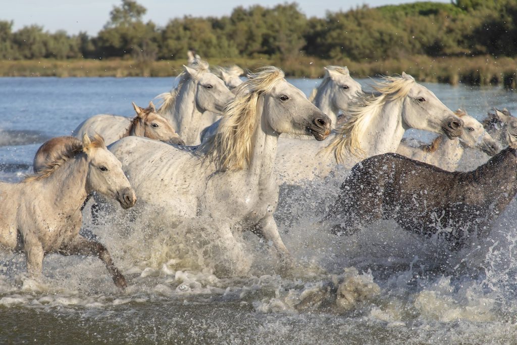 many-horses-in-the-river