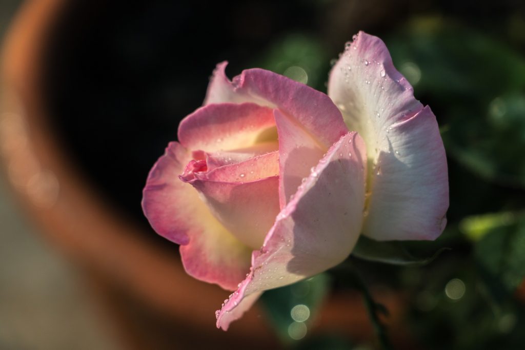 a-rose-flower