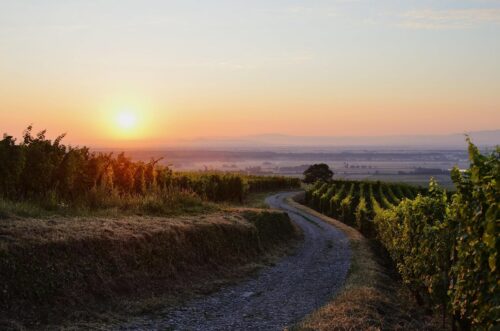 Travel through the Alsatian vineyards