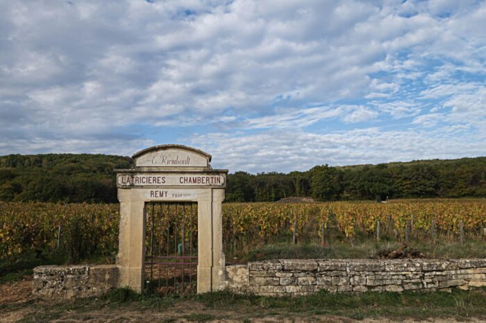 vineyards on the Route des Grands Crus France