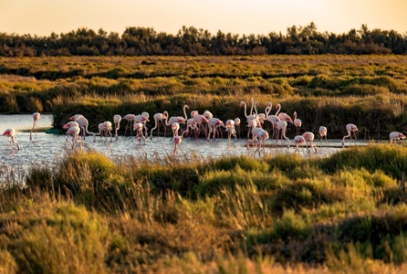 Southern France itinerary Camargue white horses flamingos